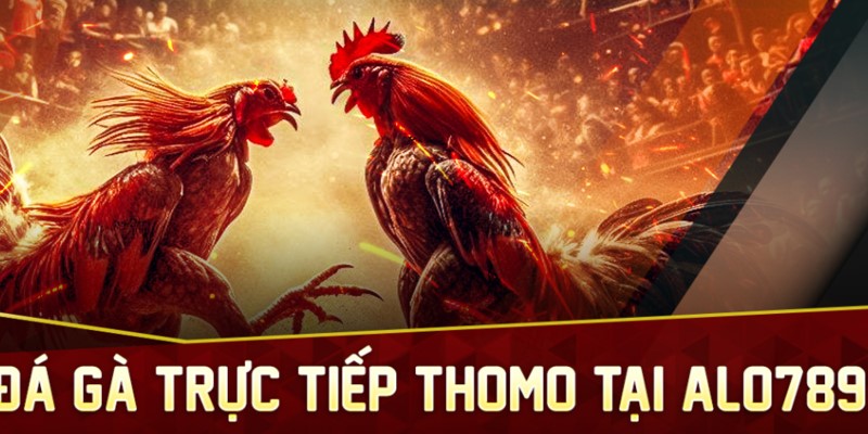 Đá gà Thomo - Hình thức giải trí tại Alo789