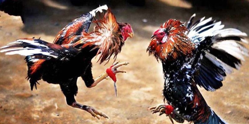 Luật chơi đá gà Thomo Alo789