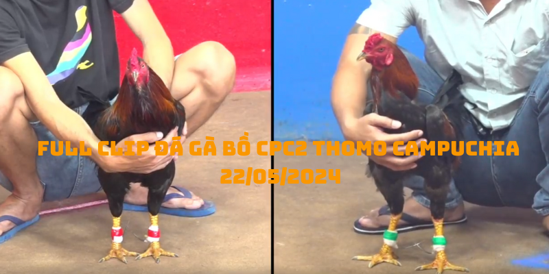 Full Clip đá gà bồ CPC2 Thomo Campuchia 22/05/2024