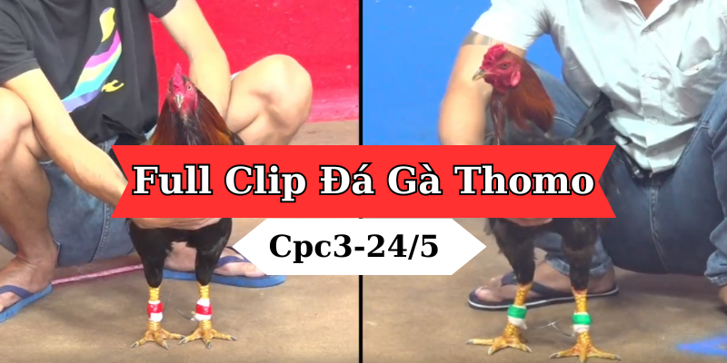 Full Clip đá gà Thomo CPC3 24/05/2024
